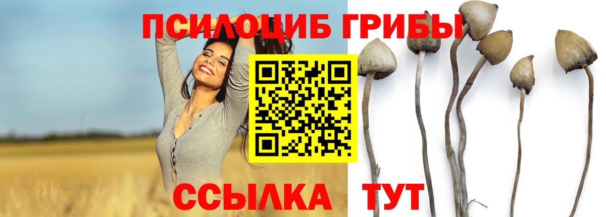 Псилоцибиновые грибы Cubensis  Псилоцибиновые грибы Cubensis  Вход с VPN  Зима 